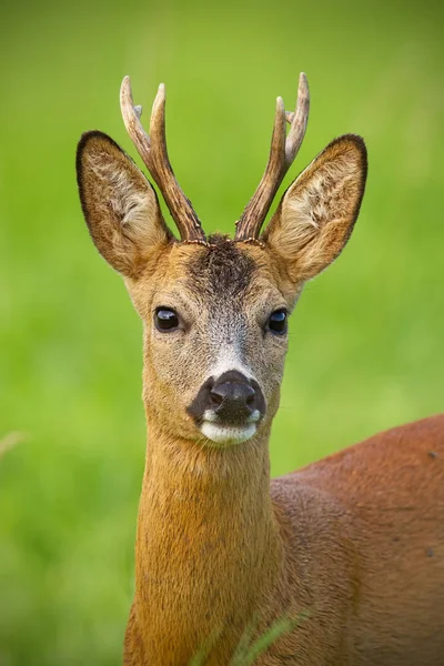 奇怪的鹿头的细节 夏天的特写镜头 自然界中的动物肖像 — 图库照片