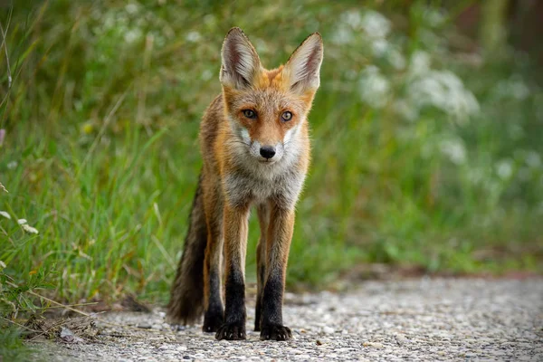 Jeune Renard Roux Vulpes Vulpes Debout Sur Bord Route Gravier — Photo