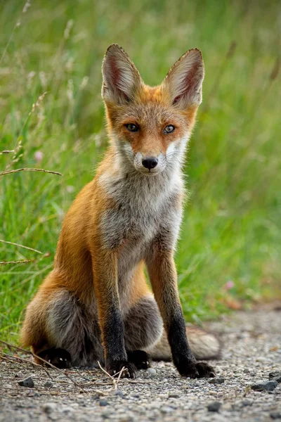 Detalj Unga Röda Räv Vulpes Vulpes Sitter Grus Vägkanten Sommaren — Stockfoto