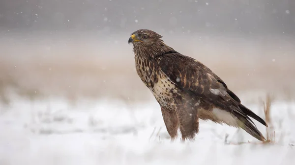 Buitre Común Buteo Buteo Pie Suelo Cubierto Nieve Invierno Pájaro — Foto de Stock