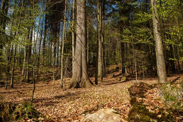 バイエルン国立公園の風景 — ストック写真