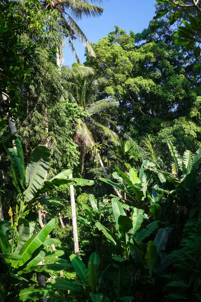 Dschungellandschaft Goa Gajah Elefantenhöhle Bedulu Ubud Bali Indonesien — Stockfoto