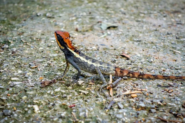 Crested Lizard Jungle Khao Sok Nationaal Park Thailand — Stockfoto