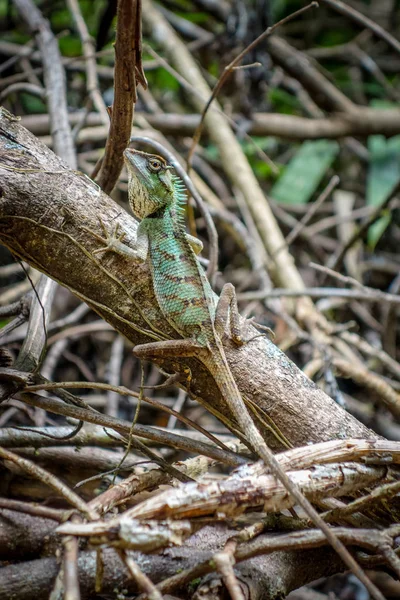 泰国考索国家公园丛林中的冠蜥蜴 — 图库照片