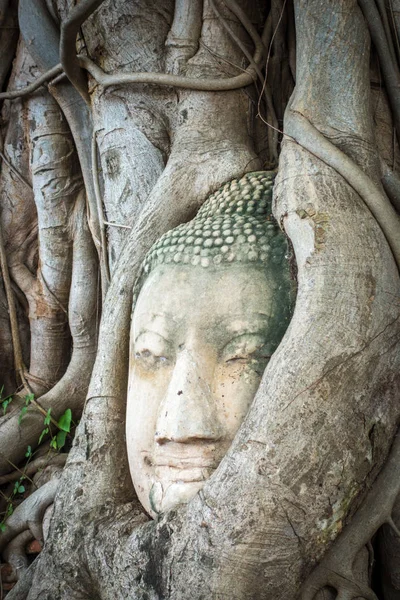 アユタヤのワット マハート寺院木の根の仏頭 — ストック写真