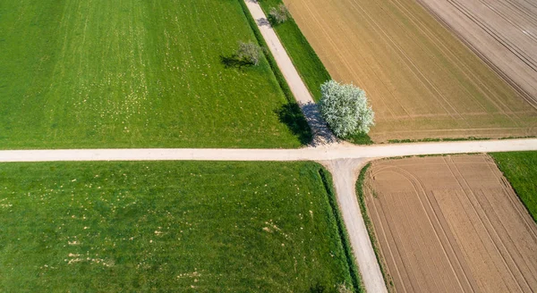 Drogi Krzyżowej Kwitnące Drzewo Polu — Zdjęcie stockowe