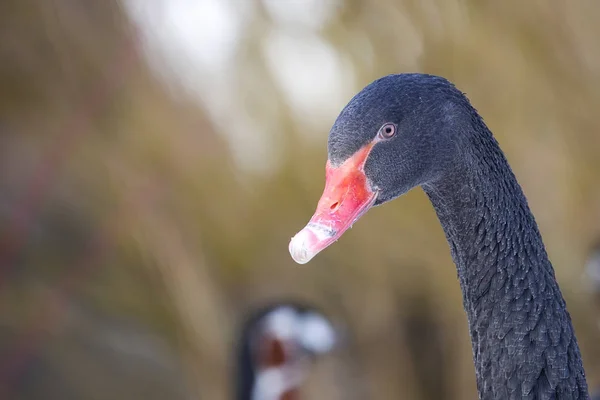 Cisne Negro Natureza Retrato — Fotografia de Stock
