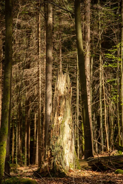 Tájkép Bajor Nemzeti Parkból — Stock Fotó