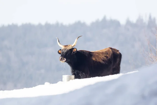 Kivéve Hogy Bullock Vizet Iszik Egy Vödörből Hóban — Stock Fotó