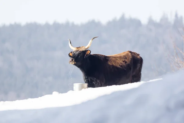 Kivéve Hogy Bullock Vizet Iszik Egy Vödörből Hóban — Stock Fotó