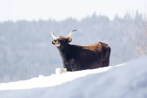 Kivéve Hogy Bullock Vizet Iszik Egy Vödörből Hóban — Stock Fotó