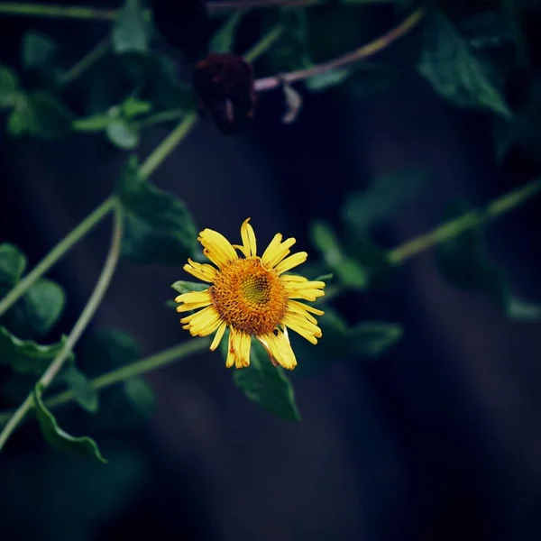 Żółte Kwiaty Ogrodzie — Zdjęcie stockowe