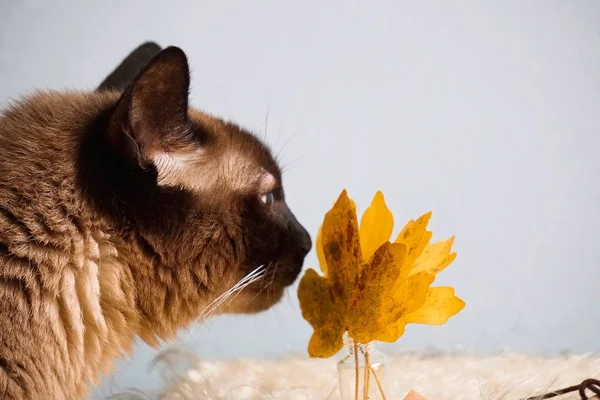 茶色の子猫の肖像画 — ストック写真
