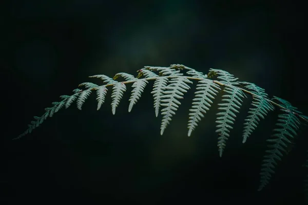 緑のシダ植物の葉 — ストック写真