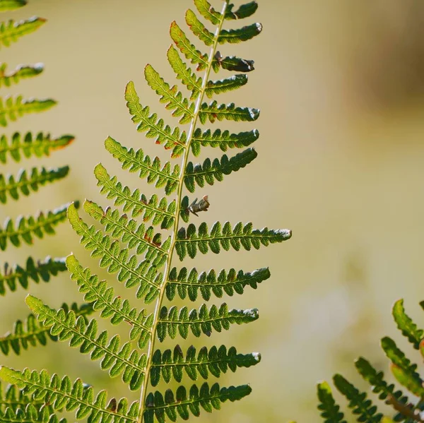 緑のシダ植物の葉 — ストック写真