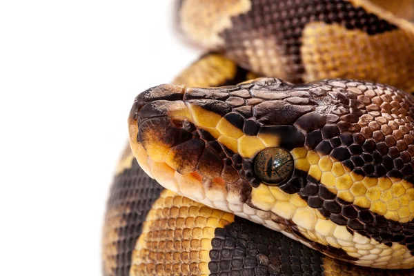 Python Regius Serpente Isolada Sobre Fundo Branco — Fotografia de Stock