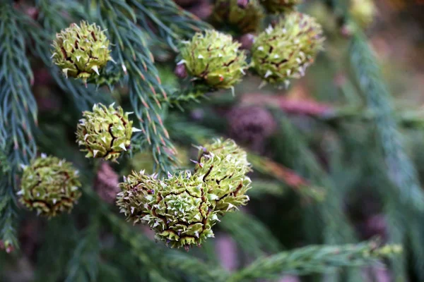 Kranen Van Sikkelpan Sugi Cryptomeria Japonica — Stockfoto