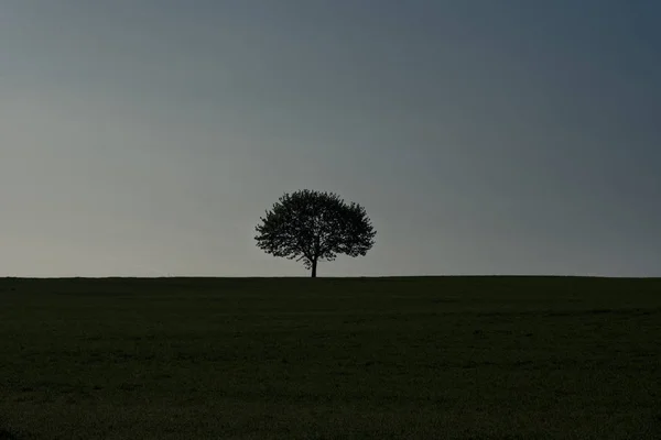 일출시에 의나무 실루엣 — 스톡 사진