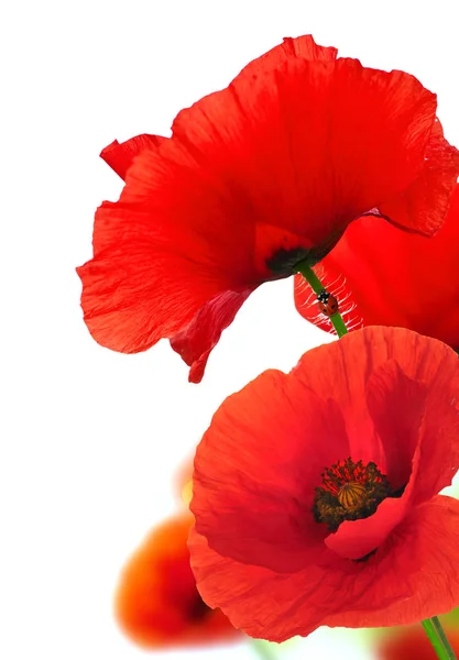 Červené Máky Bílém Pozadí Beruška Lezení Podél Stonku Jeden Květ — Stock fotografie