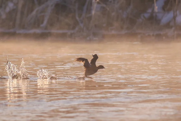 在飞行中的桉树果 Fulica Atra Comana Natural Park Romania — 图库照片