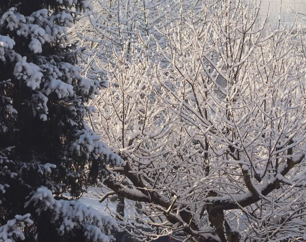 Ψυχρή Χειμερινή Σκηνή Δέντρα Και Χιόνι — Φωτογραφία Αρχείου