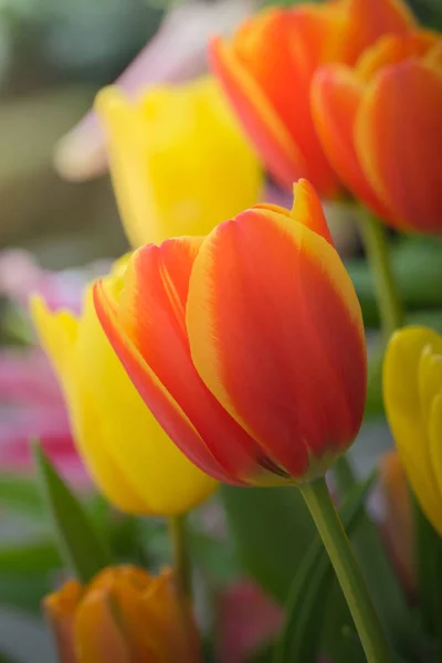 Belo Buquê Tulipas Tulipas Coloridas Fundo Natureza — Fotografia de Stock