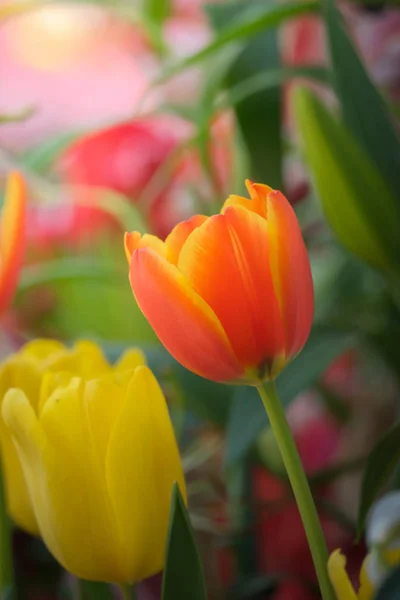 Belo Buquê Tulipas Tulipas Coloridas Fundo Natureza — Fotografia de Stock