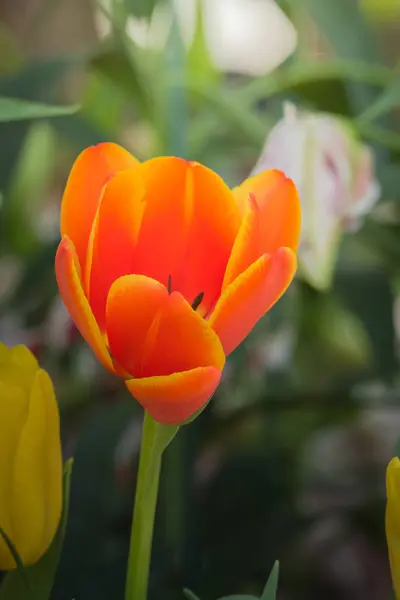 チューリップの花びら春の植物 — ストック写真