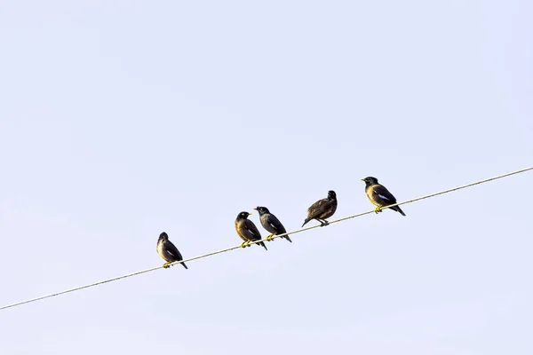 Κοινή Μυνα Ινδική Μυνα Acridotheres Tristis Μερικές Φορές Γράφεται Μυνά — Φωτογραφία Αρχείου