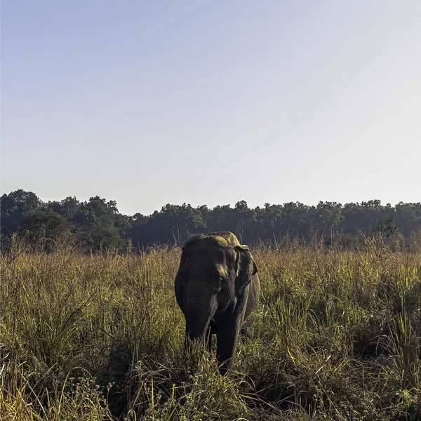 Indian elephant (Elephas maximus indicus) is one of three recognized subspecies of the Asian elephant and native to mainland Asia - Jim Corbett National Park, India