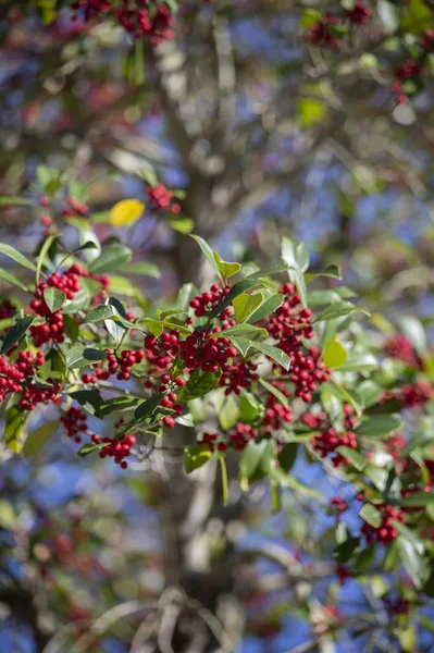 Las Bayas Rojas Pequeñas Que Crecen Arbusto Naturaleza — Foto de Stock