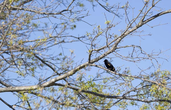 ツリー リンクの上に羽を広げたアカゲザル Agelaius Phenicus — ストック写真