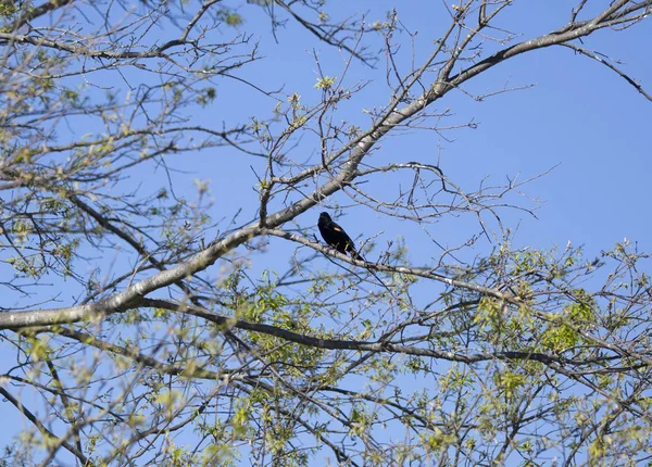 Краснокрылая Задняя Птица Agelaius Phoeniceus Сидит Ветке Дерева — стоковое фото