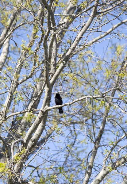 ツリー リンクの上に羽を広げたアカゲザル Agelaius Phenicus — ストック写真