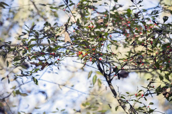 Små Röda Bär Som Växer Buske Naturen — Stockfoto