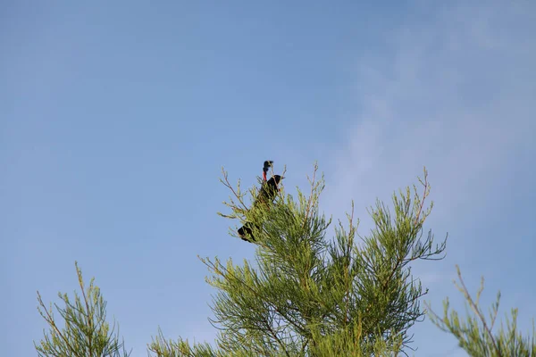 Agelaius Phoeniceus 꼭대기에서 준비가 — 스톡 사진