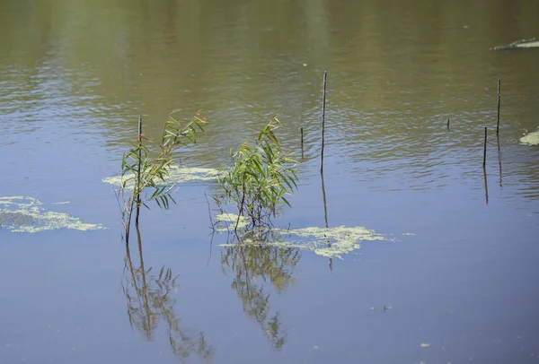 Grüne Pflanzen Wachsen Aus Dem Flachen Ende Eines Teichwassers — Stockfoto
