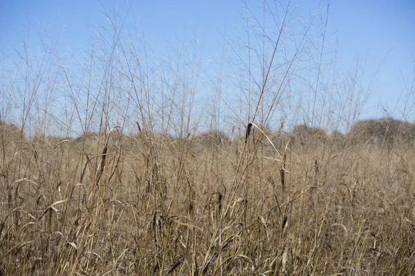 Närbild Torkade Brun Prairie Gräs Växer — Stockfoto