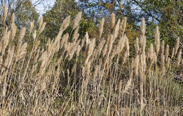 Primer Plano Hierba Seca Pradera Marrón Creciendo — Foto de Stock