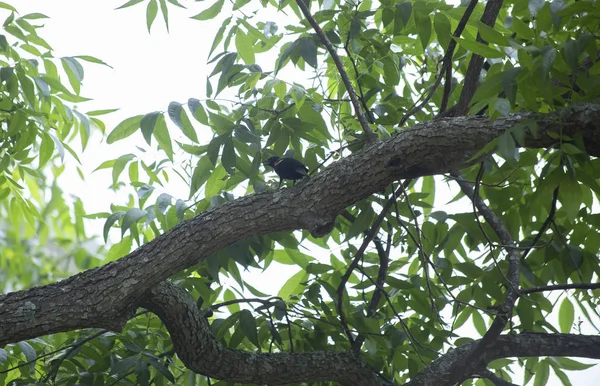 红翅背鸟 Agelaius Phoeniceus 栖息在树枝上 — 图库照片