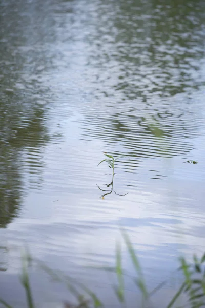 Groene Plant Groeit Uit Het Ondiepe Einde Van Een Meer — Stockfoto