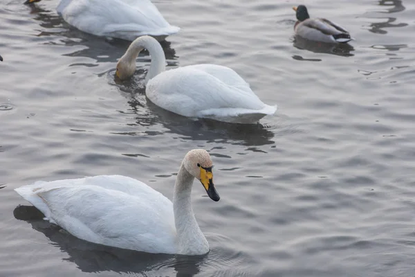 Bellissimi Cigni Bianchi Che Nuotano Nel Lago Invernale Non Ghiacciato — Foto Stock