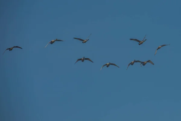 Cisnes Voadores Brancos Altay Sibéria Rússia — Fotografia de Stock