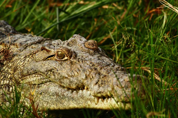 Krokodyl Patrzy Jak Chowasz Się Trawie Brzegowej — Zdjęcie stockowe