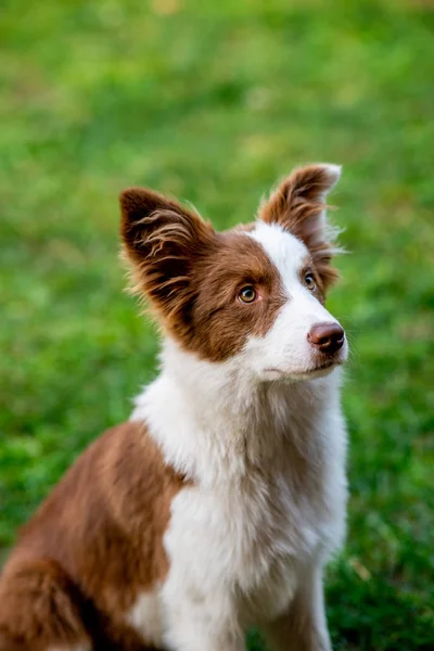 Brauner Border Collie Hund Sitzend — Stockfoto