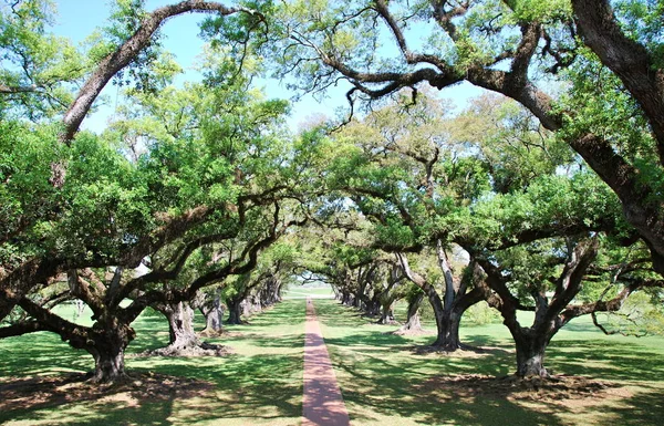 Oak Alley Plantation Luizjana Usa — Zdjęcie stockowe