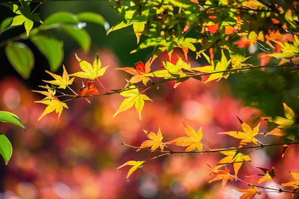 Yaprakları Yaprakları Bitkileri Olan Japon Akçaağacı — Stok fotoğraf