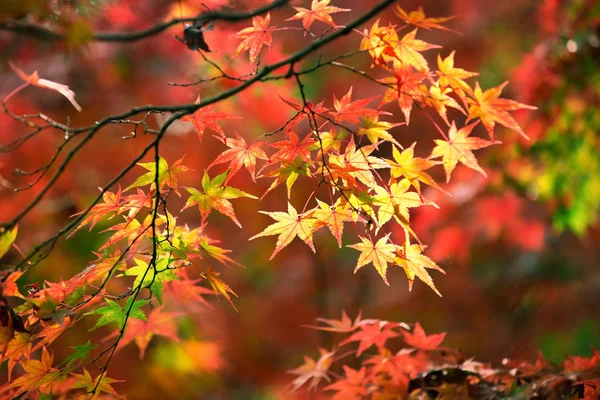 Japán Juharfa Levelekkel Lombozattal Növényekkel — Stock Fotó