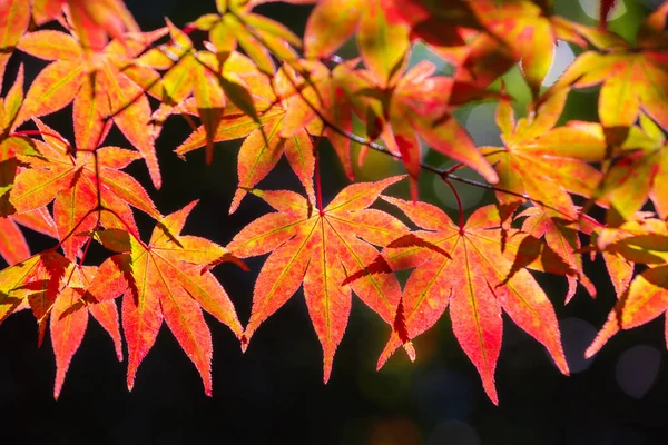 Πολύχρωμα Ιαπωνικά Φύλλα Σφενδάμου Acer Palmatum Κατά Διάρκεια Της Περιόδου — Φωτογραφία Αρχείου