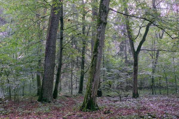 Opadavý Porost Trámy Dubem Létě Bialowieza Forest Polsko Evropa — Stock fotografie